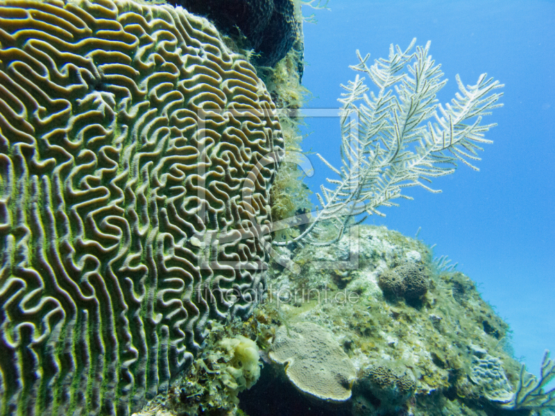 frei wählbarer Bildausschnitt für Ihr Bild auf Fensterfolie