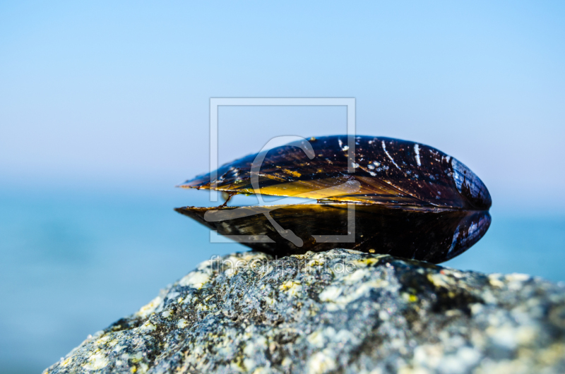 frei wählbarer Bildausschnitt für Ihr Bild auf Fensterfolie