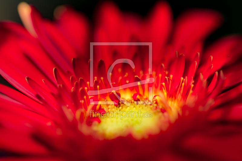 frei wählbarer Bildausschnitt für Ihr Bild auf Fensterfolie