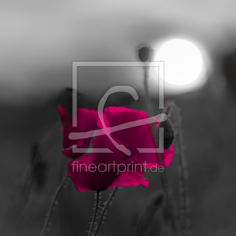 frei wählbarer Bildausschnitt für Ihr Bild auf Fensterfolie