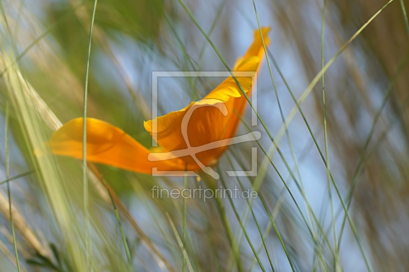 frei wählbarer Bildausschnitt für Ihr Bild auf Fensterfolie