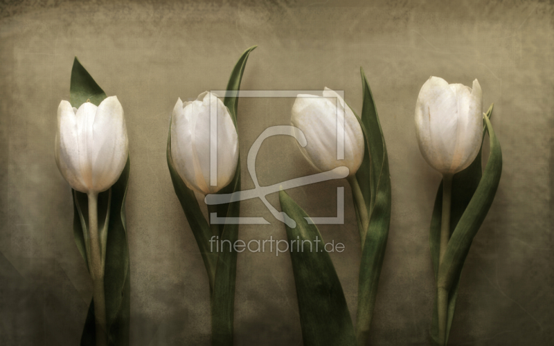 frei wählbarer Bildausschnitt für Ihr Bild auf Fensterfolie