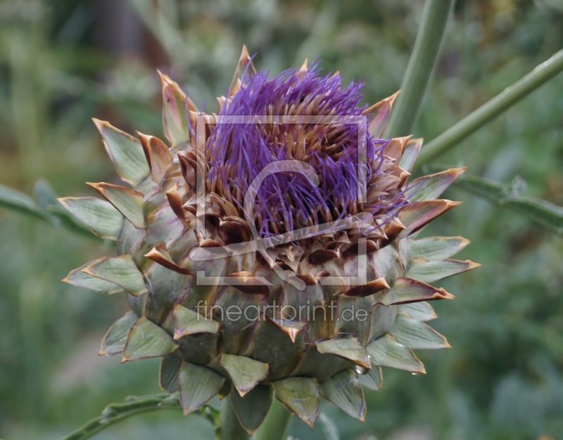frei wählbarer Bildausschnitt für Ihr Bild auf Fensterfolie