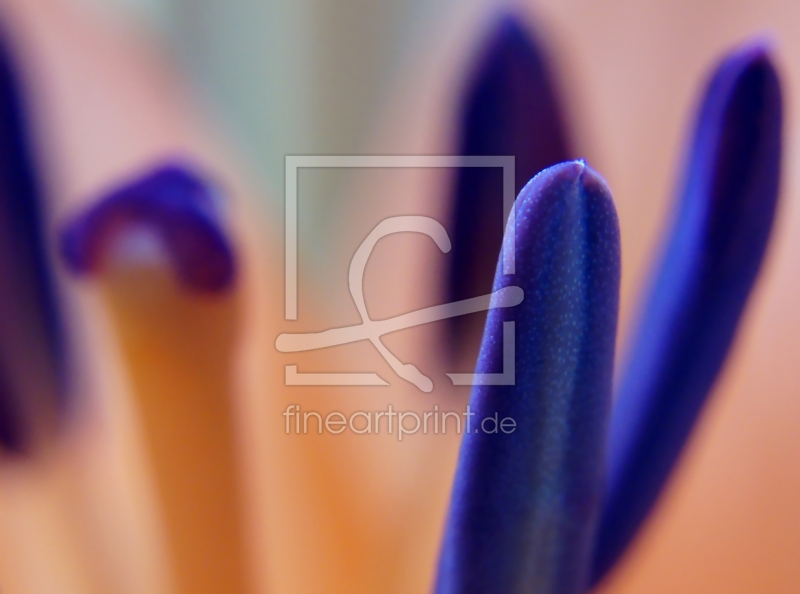 frei wählbarer Bildausschnitt für Ihr Bild auf Fensterfolie