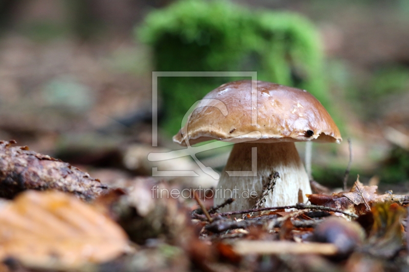 frei wählbarer Bildausschnitt für Ihr Bild auf Fensterfolie