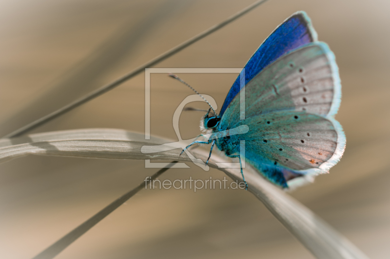 frei wählbarer Bildausschnitt für Ihr Bild auf Fensterfolie