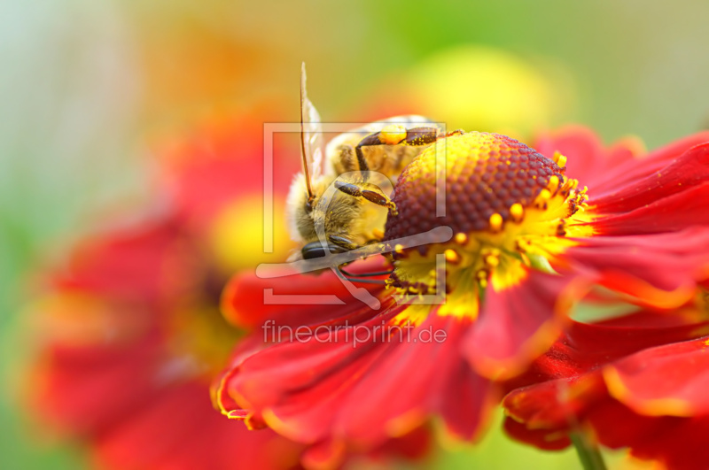 frei wählbarer Bildausschnitt für Ihr Bild auf Fensterfolie