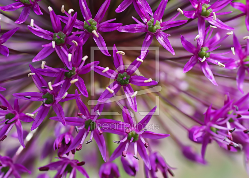 frei wählbarer Bildausschnitt für Ihr Bild auf Fensterfolie