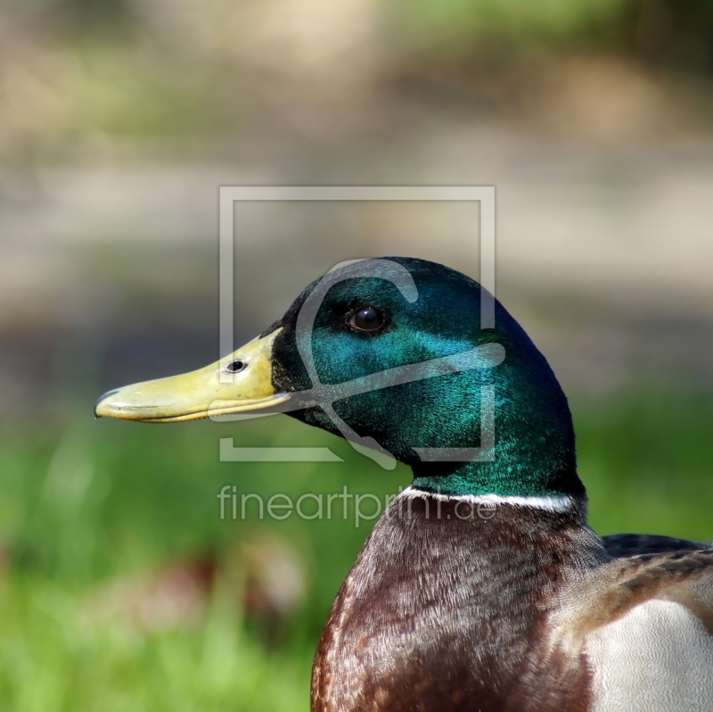 frei wählbarer Bildausschnitt für Ihr Bild auf Fensterfolie