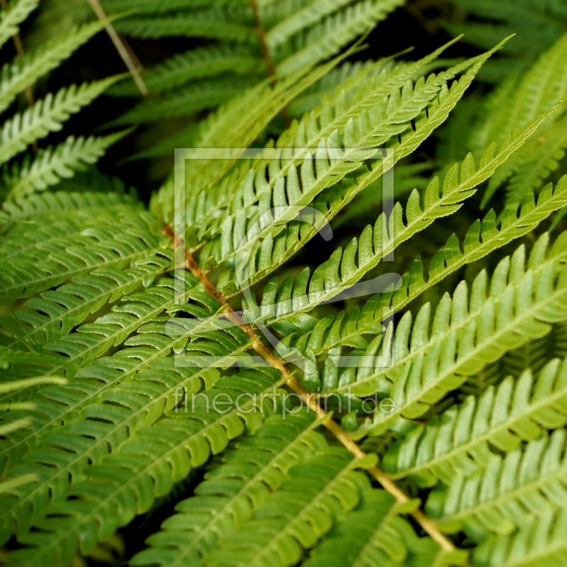 frei wählbarer Bildausschnitt für Ihr Bild auf Fensterfolie