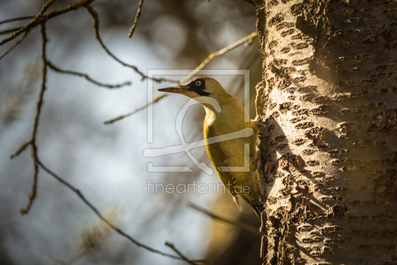 frei wählbarer Bildausschnitt für Ihr Bild auf Fensterfolie