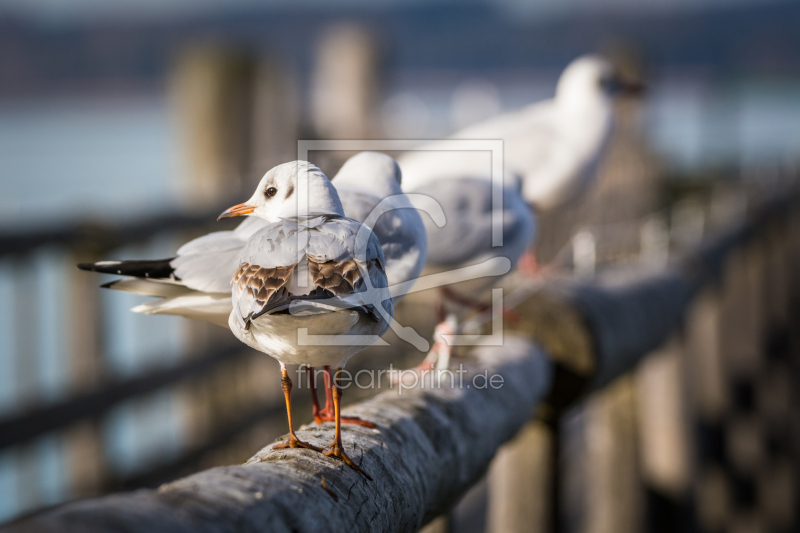 frei wählbarer Bildausschnitt für Ihr Bild auf Fensterfolie