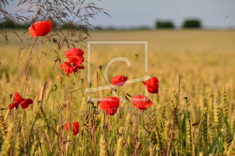 frei wählbarer Bildausschnitt für Ihr Bild auf Fensterfolie