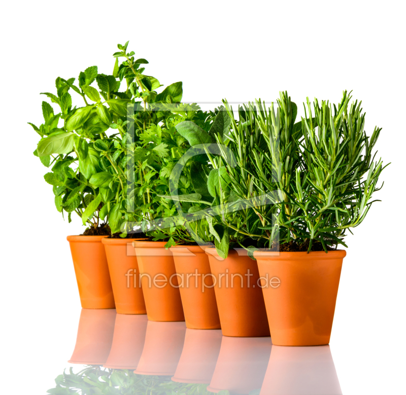 frei wählbarer Bildausschnitt für Ihr Bild auf Fensterfolie