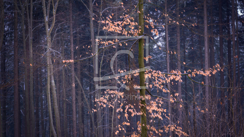 frei wählbarer Bildausschnitt für Ihr Bild auf Fensterfolie