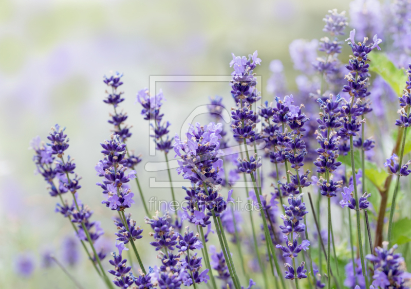 frei wählbarer Bildausschnitt für Ihr Bild auf Fensterfolie