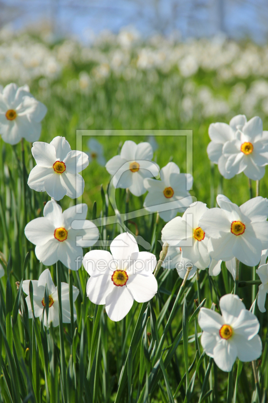 frei wählbarer Bildausschnitt für Ihr Bild auf Fensterfolie