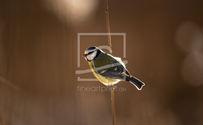 frei wählbarer Bildausschnitt für Ihr Bild auf Fensterfolie