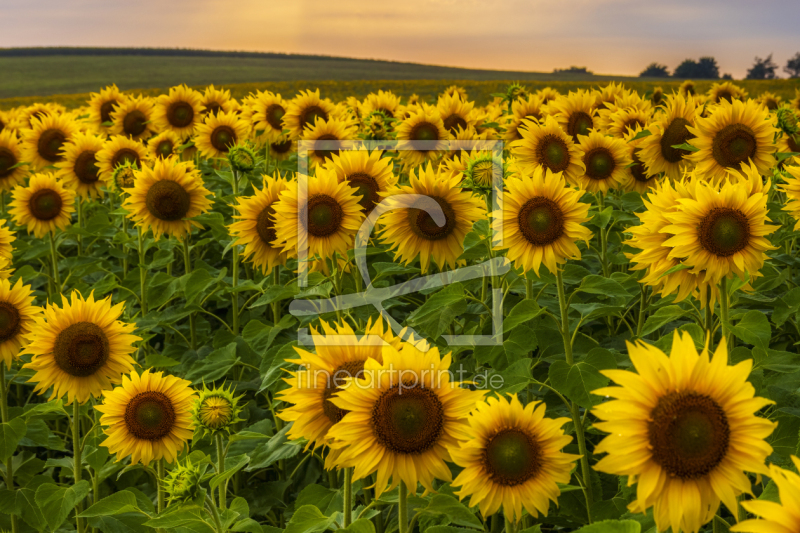 frei wählbarer Bildausschnitt für Ihr Bild auf Fensterfolie