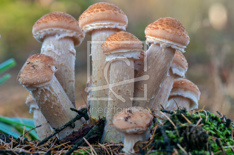 frei wählbarer Bildausschnitt für Ihr Bild auf Fensterfolie
