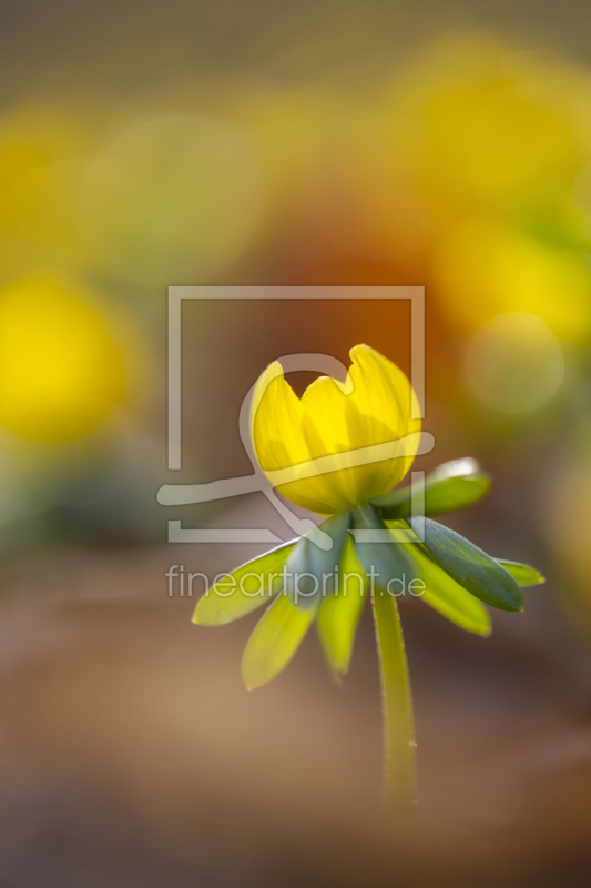 frei wählbarer Bildausschnitt für Ihr Bild auf Fensterfolie