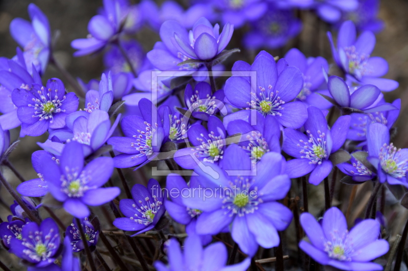 frei wählbarer Bildausschnitt für Ihr Bild auf Fensterfolie