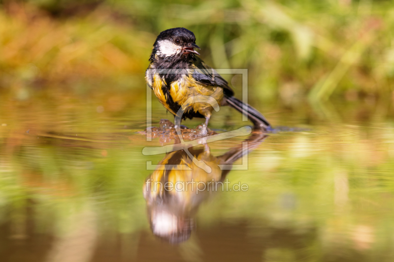 frei wählbarer Bildausschnitt für Ihr Bild auf Fensterfolie