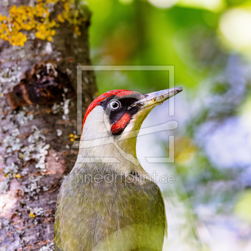 frei wählbarer Bildausschnitt für Ihr Bild auf Fensterfolie