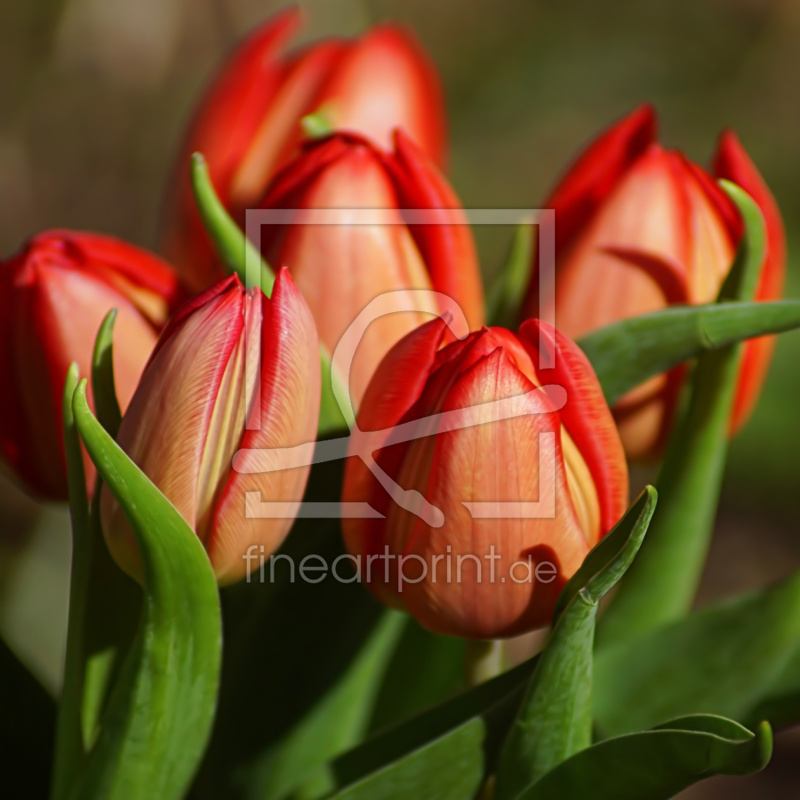 frei wählbarer Bildausschnitt für Ihr Bild auf Fensterfolie