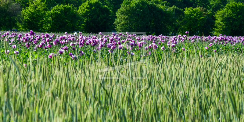 frei wählbarer Bildausschnitt für Ihr Bild auf Fensterfolie