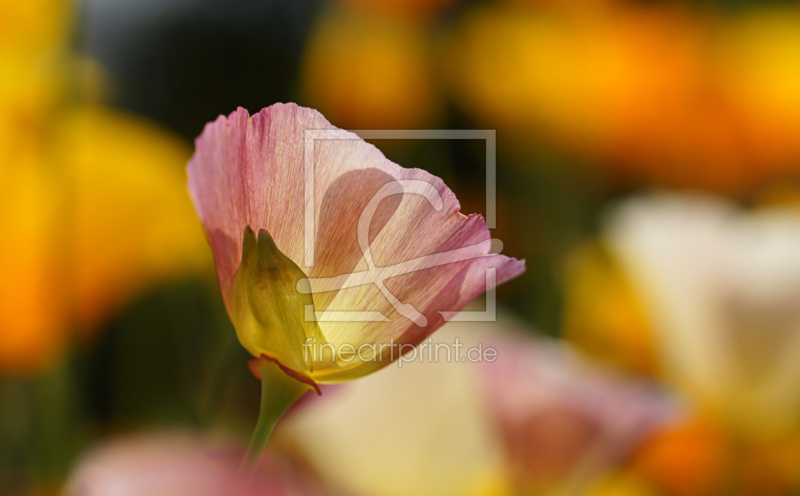 frei wählbarer Bildausschnitt für Ihr Bild auf Fensterfolie