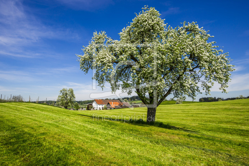 frei wählbarer Bildausschnitt für Ihr Bild auf Fensterfolie