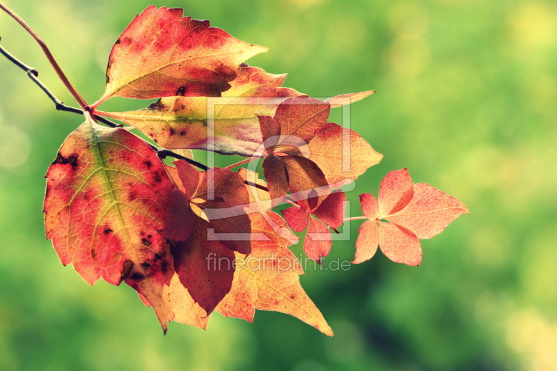 frei wählbarer Bildausschnitt für Ihr Bild auf Fensterfolie