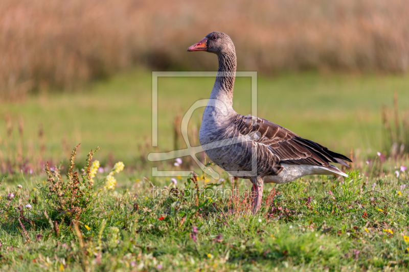 frei wählbarer Bildausschnitt für Ihr Bild auf Fensterfolie