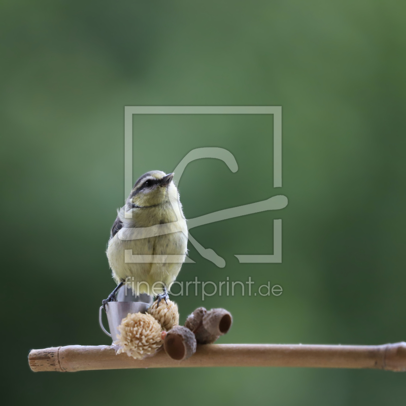 frei wählbarer Bildausschnitt für Ihr Bild auf Fensterfolie