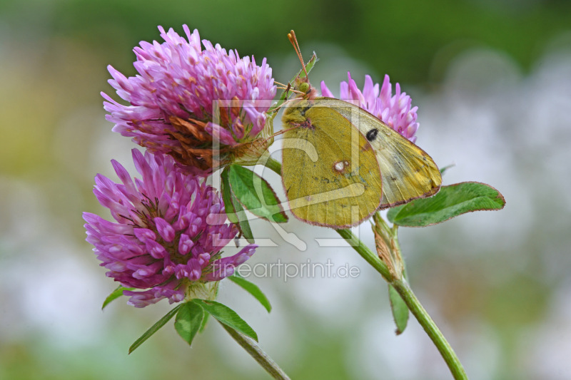frei wählbarer Bildausschnitt für Ihr Bild auf Fensterfolie