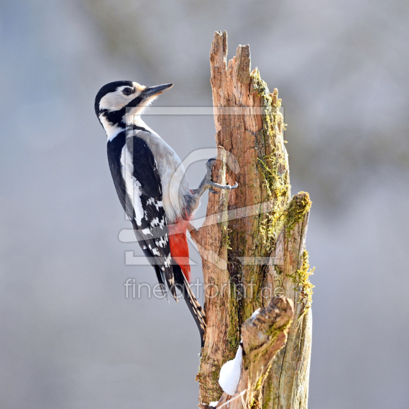 frei wählbarer Bildausschnitt für Ihr Bild auf Fensterfolie