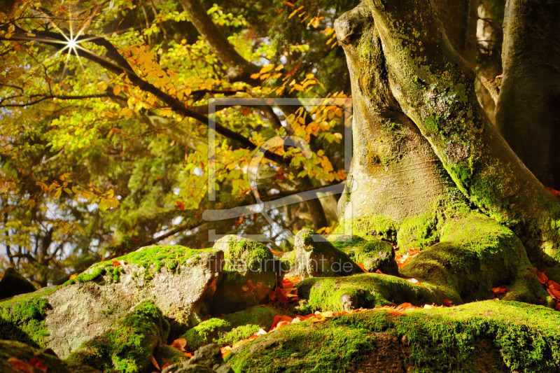 frei wählbarer Bildausschnitt für Ihr Bild auf Fensterfolie