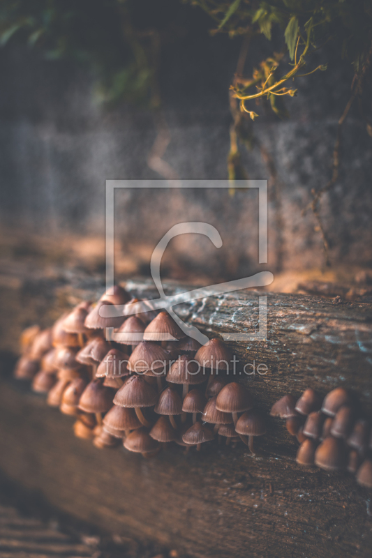 frei wählbarer Bildausschnitt für Ihr Bild auf Fensterfolie