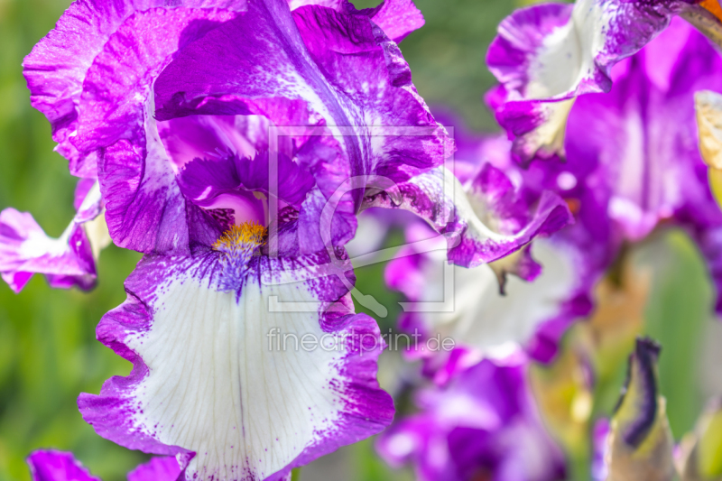 frei wählbarer Bildausschnitt für Ihr Bild auf Fensterfolie