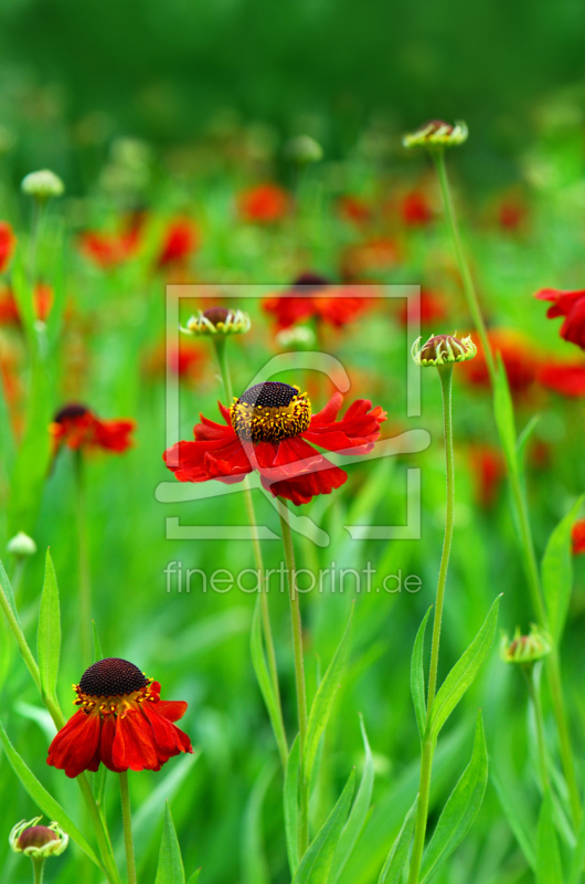 frei wählbarer Bildausschnitt für Ihr Bild auf Fensterfolie