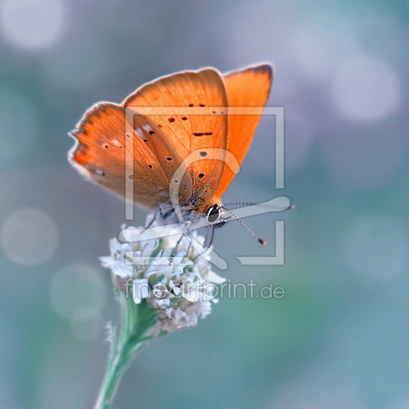 frei wählbarer Bildausschnitt für Ihr Bild auf Fensterfolie