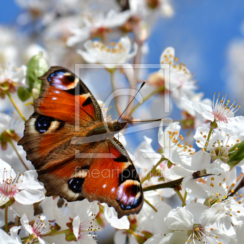 frei wählbarer Bildausschnitt für Ihr Bild auf Fensterfolie