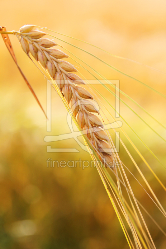 frei wählbarer Bildausschnitt für Ihr Bild auf Fensterfolie
