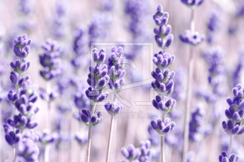 frei wählbarer Bildausschnitt für Ihr Bild auf Fensterfolie