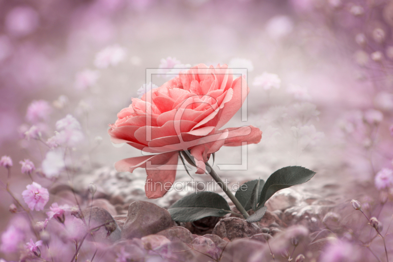 frei wählbarer Bildausschnitt für Ihr Bild auf Fensterfolie