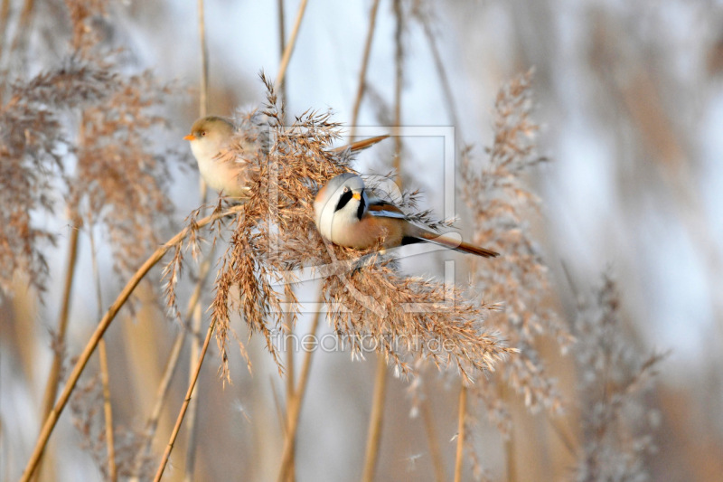 frei wählbarer Bildausschnitt für Ihr Bild auf Fensterfolie