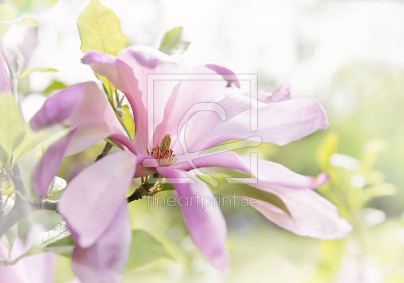 frei wählbarer Bildausschnitt für Ihr Bild auf Fensterfolie