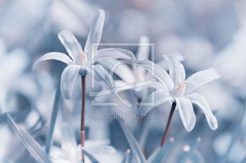 frei wählbarer Bildausschnitt für Ihr Bild auf Fensterfolie