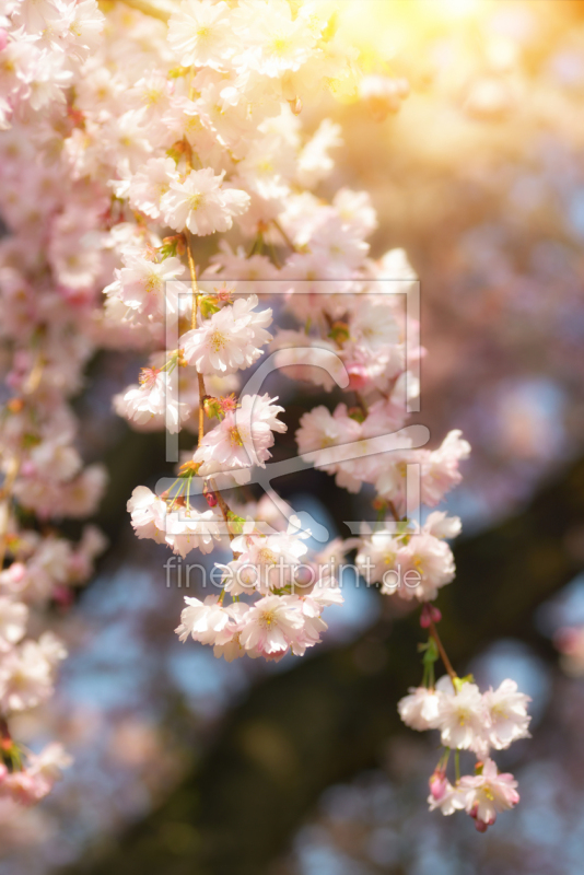 frei wählbarer Bildausschnitt für Ihr Bild auf Fensterfolie